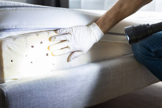 Best Pest Control Treatment  in Skyline, AL