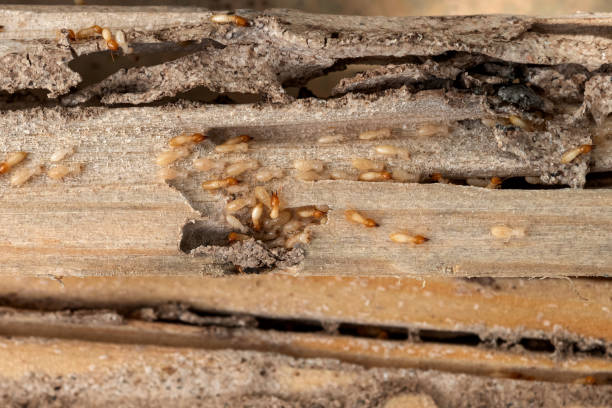 Best Affordable Pest Control Services  in Skyline, AL