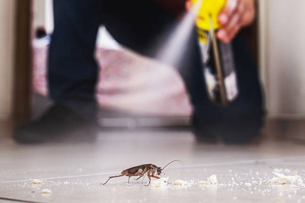 Best Flea Control Services  in Skyline, AL